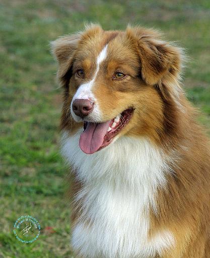 Australian Shepherd 9K4D-16.JPG